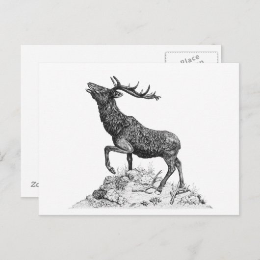 Stag - Blank Briefkaart (Voorkant / Achterkant)