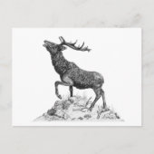 Stag - Blank Briefkaart (Voorkant)