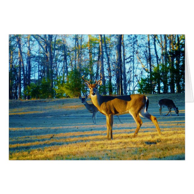 Stag / Buck Deer, Bright Blue Sky (Voorkant Horizontaal)