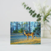 Stag / Buck Deer, Bright Blue Sky Briefkaart (Staand voorkant)