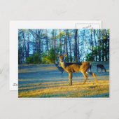 Stag / Buck Deer, Bright Blue Sky Briefkaart (Voorkant / Achterkant)