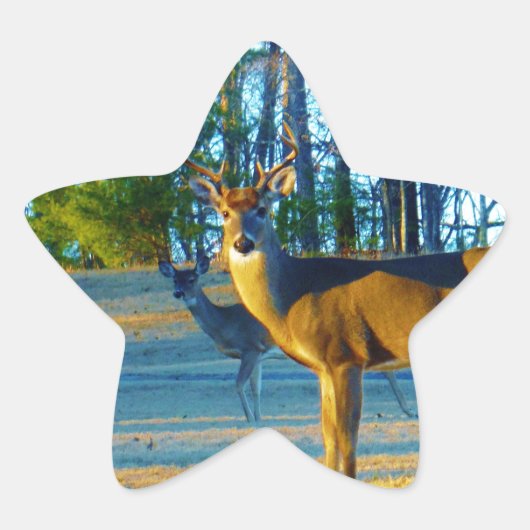 Stag / Buck Deer, Bright Blue Sky Ster Sticker (Voorkant)