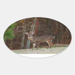 Stag/Buck Deer Oak Camouflage Ovale Sticker