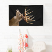 Stag Buck Deer Spandoek (Insitu)