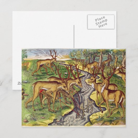 Stag Hunt uit 'Brevis Narratio' Briefkaart (Voorkant / Achterkant)