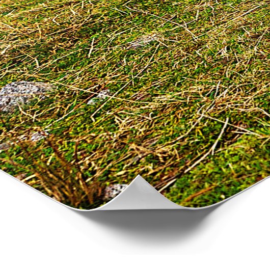 Stag in Schotland Poster/Print Poster (Hoek)