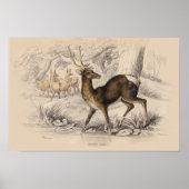 STAG (NEPAUL) PRINT (Voorkant)