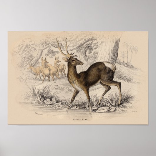 STAG (NEPAUL) PRINT (Voorkant)