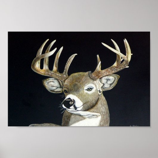 Stag Poster (Voorkant)