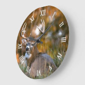 Stag Resting in Autumn Field Grote Klok (Hoek)