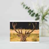 stag van het park van richmond briefkaart (Staand voorkant)