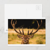 stag van het park van richmond briefkaart (Voorkant / Achterkant)
