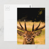 stag van het park van richmond briefkaart (Voorkant / Achterkant)
