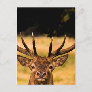 stag van het park van richmond briefkaart