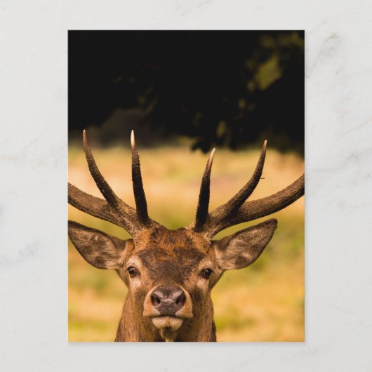 stag van het park van richmond briefkaart (Voorkant)