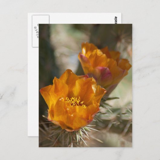 Staghorn Cholla Cactus Blossom Briefkaart (Voorkant / Achterkant)