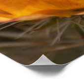 Staghorn Cholla Cactus Blossom Poster (Hoek)