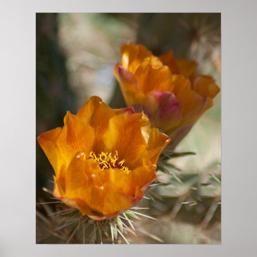 Staghorn Cholla Cactus Blossom Poster (Voorkant)