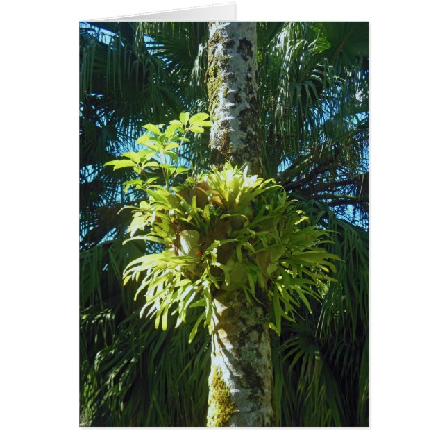 Staghorn Fern (Voorkant)