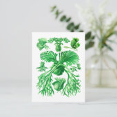 Staghorn Fern Briefkaart (Staand voorkant)