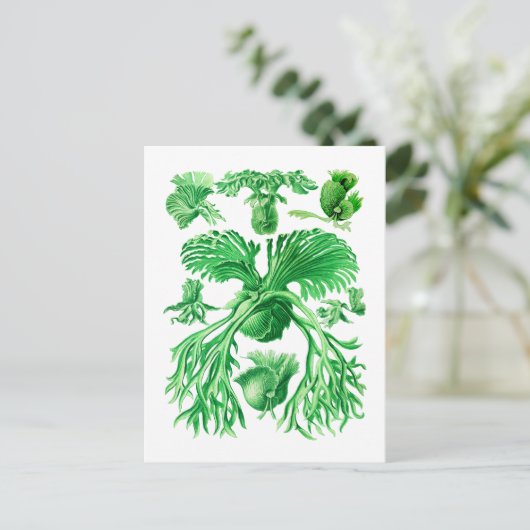 Staghorn Fern Briefkaart (Staand voorkant)