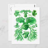 Staghorn Fern Briefkaart (Voorkant / Achterkant)