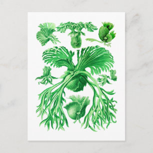 Staghorn Fern Briefkaart