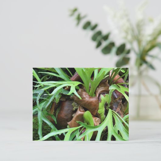 Staghorn Fern Briefkaart (Staand voorkant)