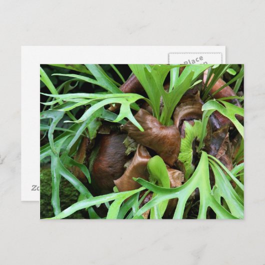 Staghorn Fern Briefkaart (Voorkant / Achterkant)
