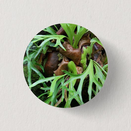 Staghorn Fern Button (Voorkant)