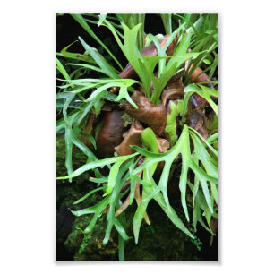 Staghorn Fern Foto Afdruk