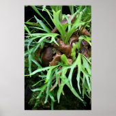 Staghorn Fern Poster (Voorkant)