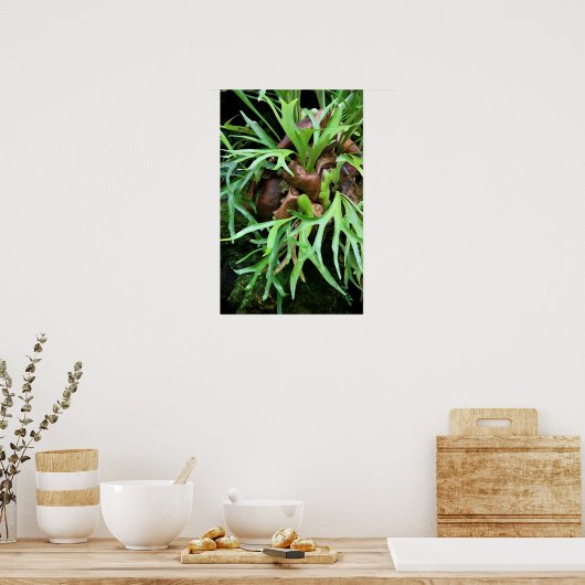 Staghorn Fern Poster (Keuken)