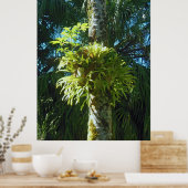 Staghorn Fern Poster (Keuken)