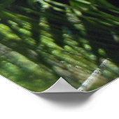 Staghorn Fern Poster (Hoek)