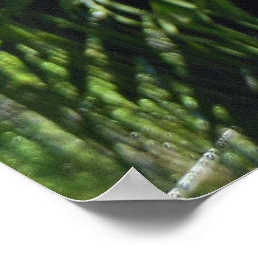 Staghorn Fern Poster (Hoek)