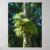 Staghorn Fern Poster (Voorkant)