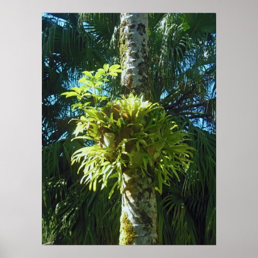 Staghorn Fern Poster (Voorkant)