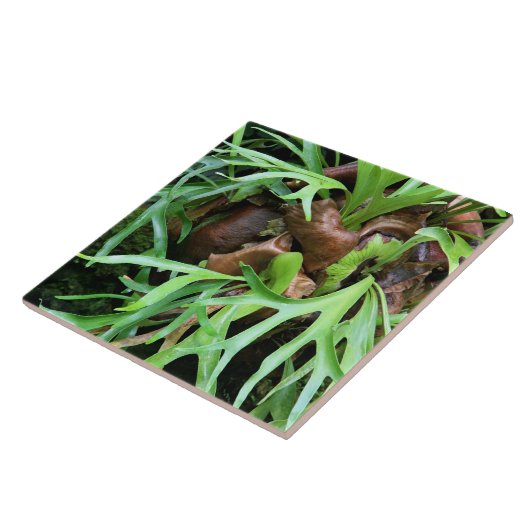 Staghorn Fern Tile Tegeltje (Zijkant)