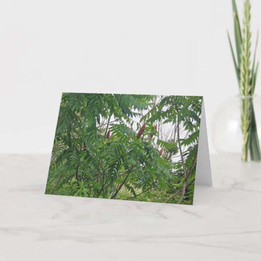 Staghorn Sumac Note Kaart (Voorkant)