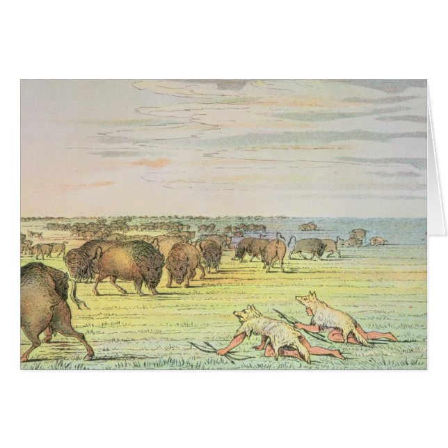 Stalkbuffel (Voorkant Horizontaal)