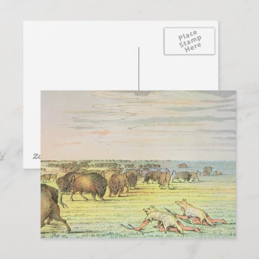 Stalkbuffel Briefkaart (Voorkant / Achterkant)