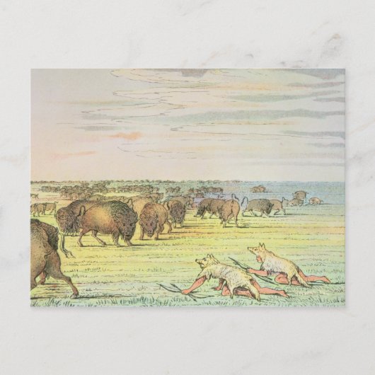 Stalkbuffel Briefkaart (Voorkant)