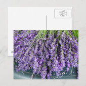 Stalken van het Briefkaart van Lavender (Voorkant / Achterkant)