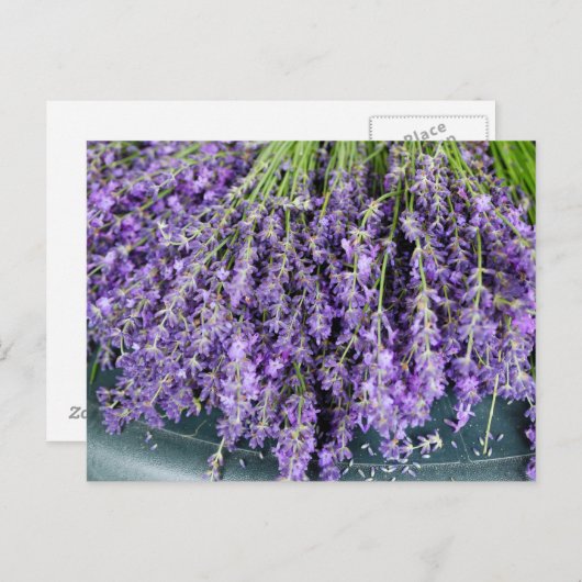 Stalken van het Briefkaart van Lavender (Voorkant / Achterkant)