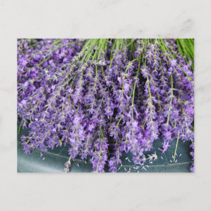 Stalken van het Briefkaart van Lavender