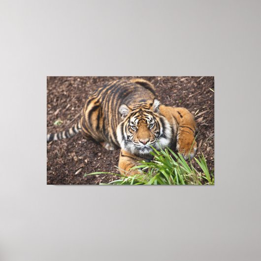 Stalking Bengal Tiger Closeup Pose Canvas Art Afdruk (Voorkant)