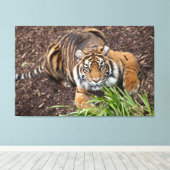 Stalking Bengal Tiger Closeup Pose Canvas Art Afdruk (Insitu (Houten vloer))