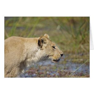 Stalking Lioness-kaart