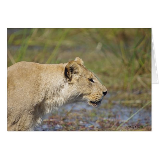 Stalking Lioness-kaart (Voorkant Horizontaal)